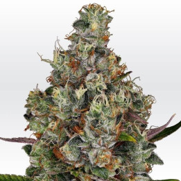 Rainbow Road | Paradise Seeds | Comprar semillas se marihuana