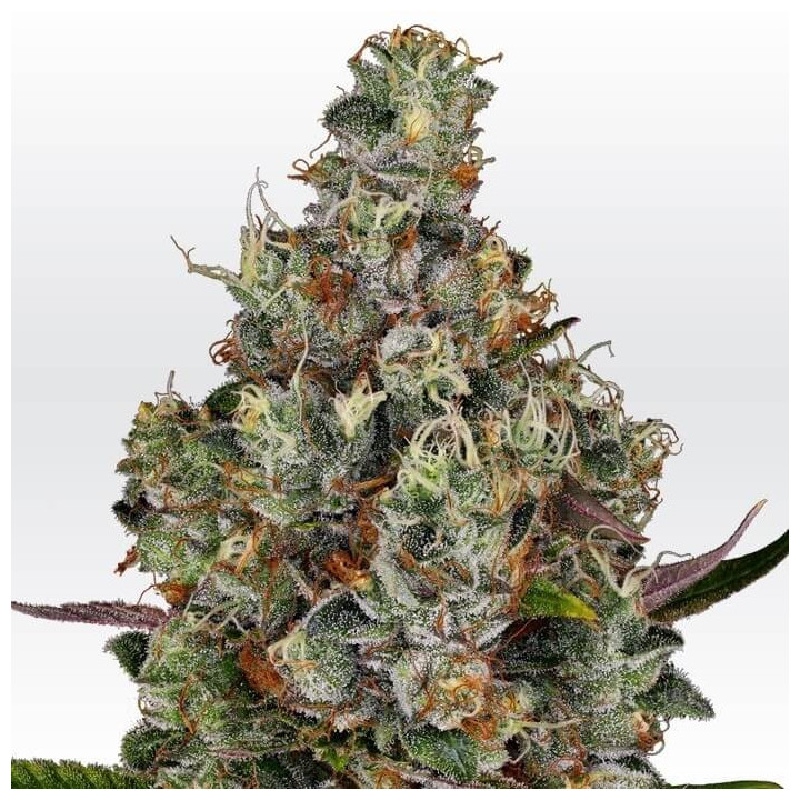 Rainbow Road | Paradise Seeds | Comprar semillas se marihuana