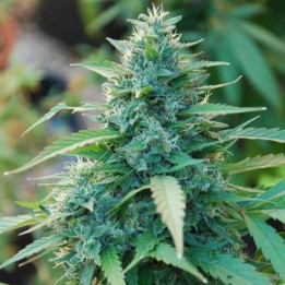 Caribe Regular | Cannabiogen | Semillas de marihuana al Mejor precio