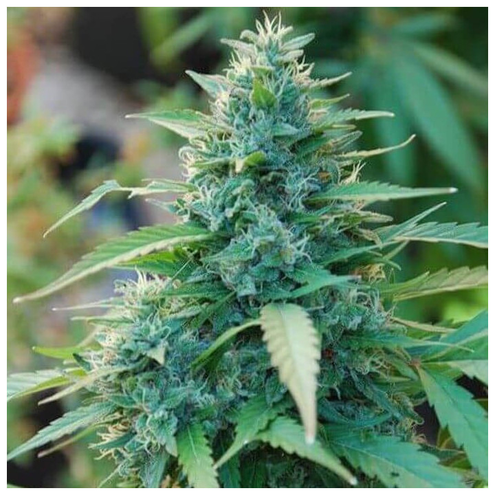 Caribe Regular | Cannabiogen | Semillas de marihuana al Mejor precio