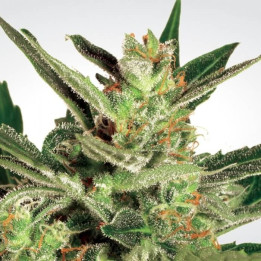 Automaria II | Paradise Seeds | Semillas de marihuana al mejor precio