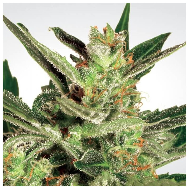 Automaria II | Paradise Seeds | Semillas de marihuana al mejor precio