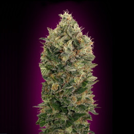 Auto Black Diesel (Advanced Seeds)