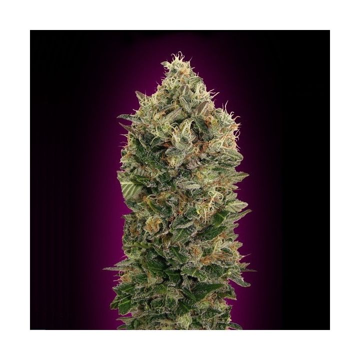 Auto Black Diesel (Advanced Seeds)