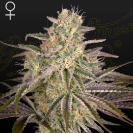 Cloud Walker | Green House | Tus semillas en Diosa Planta