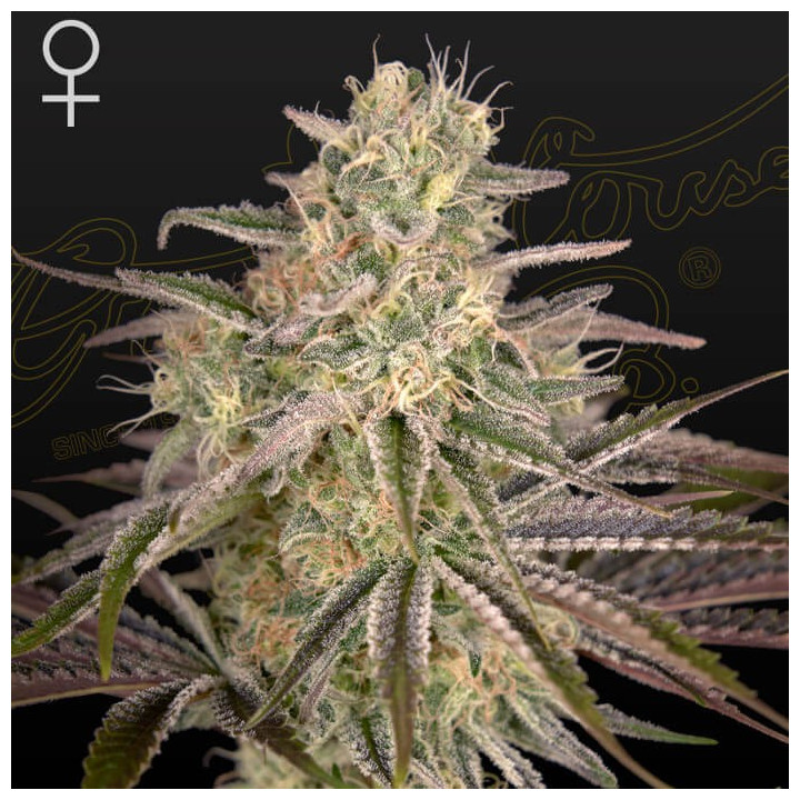 Cloud Walker | Green House | Tus semillas en Diosa Planta