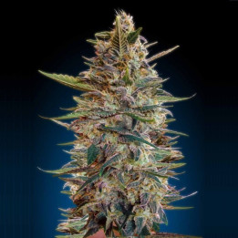 Auto Blue Diesel (Advanced Seeds)