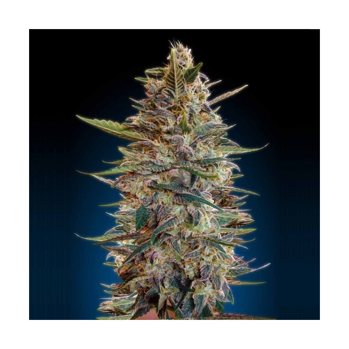Auto Blue Diesel (Advanced Seeds)