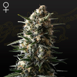 Bubba Slush | Green House | Tus semillas en Diosa Planta