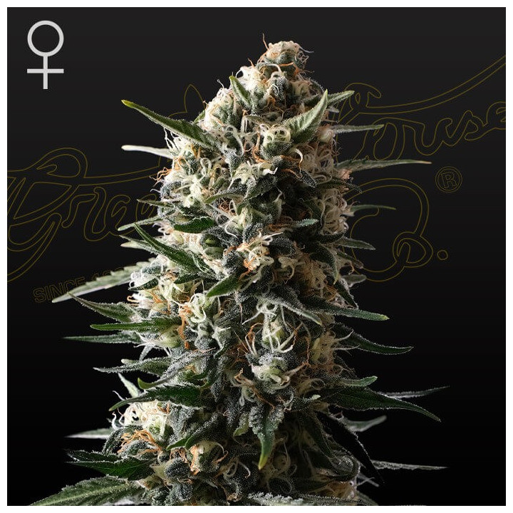 Bubba Slush | Green House | Tus semillas en Diosa Planta