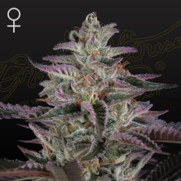 Banana Krumble | Green House | Tus semillas en Diosa Planta