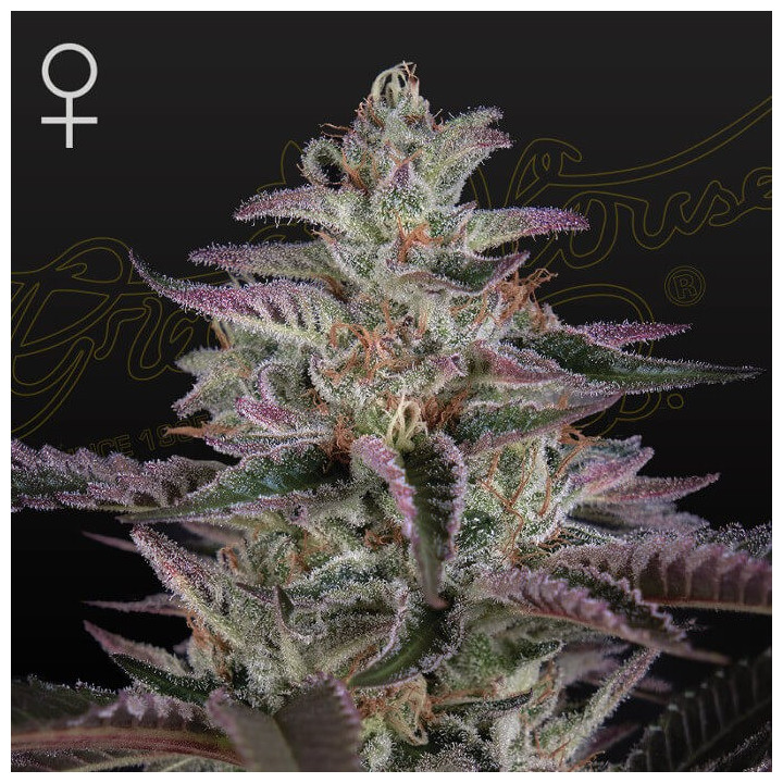 Banana Krumble | Green House | Tus semillas en Diosa Planta