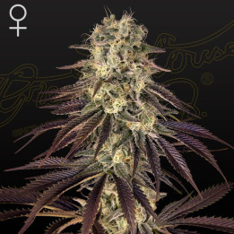 Kong's Krush | Green House | Tus semillas en Diosa Planta
