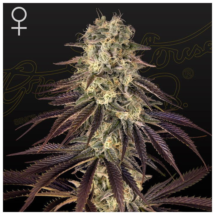Kong's Krush | Green House | Tus semillas en Diosa Planta