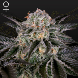 Wonder Pie | Green House | Tus semillas en Diosa Planta