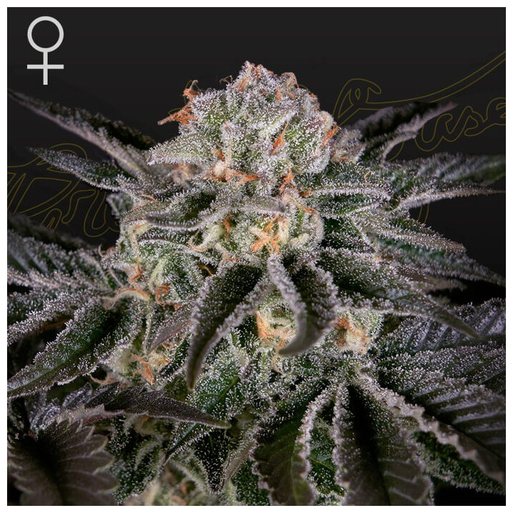 Wonder Pie | Green House | Tus semillas en Diosa Planta