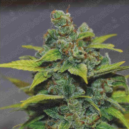 Banana Zkittlez | Medical Seeds | Semillas Feminizadas al mejor precio