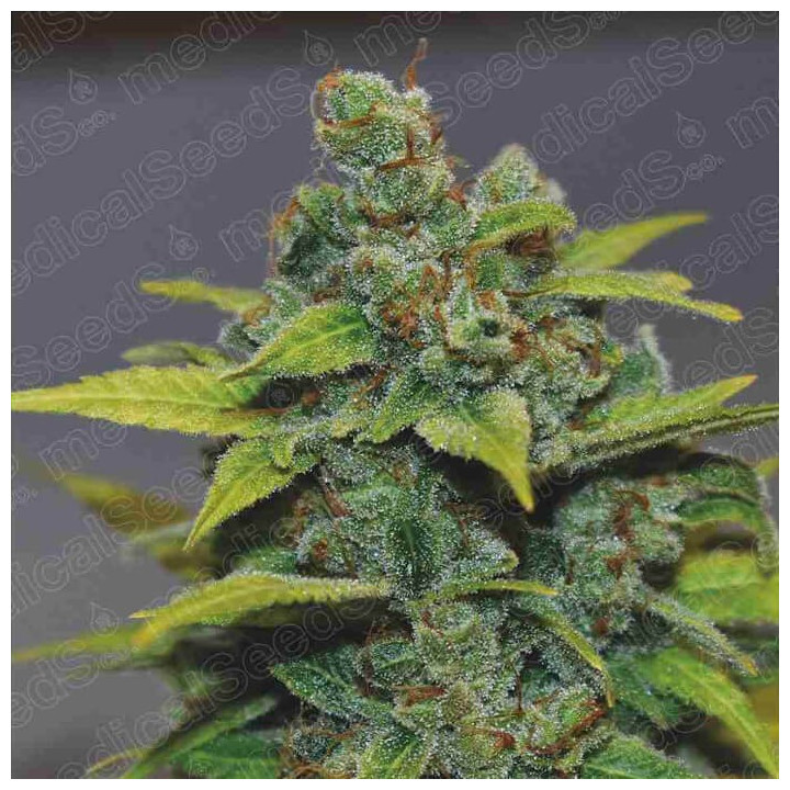Banana Zkittlez | Medical Seeds | Semillas Feminizadas al mejor precio