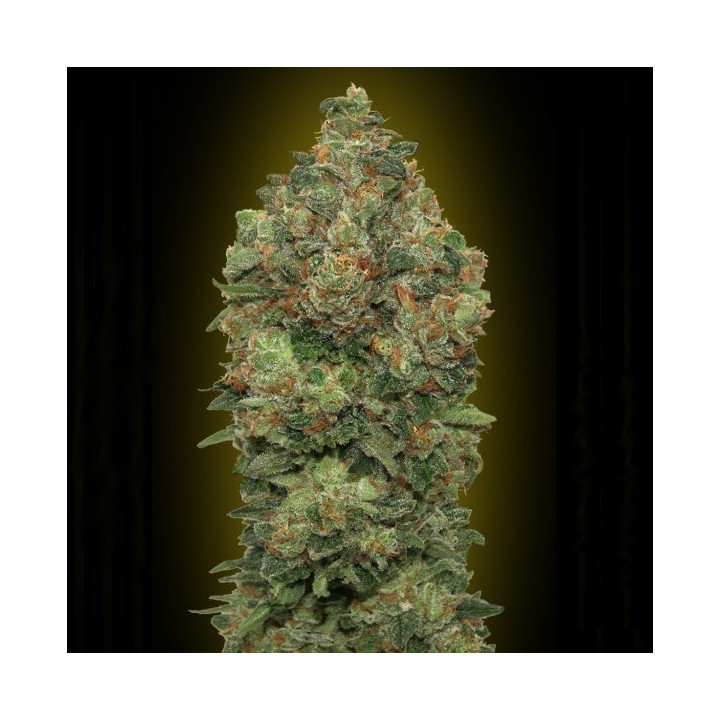 Auto Critical Soma (Advanced Seeds)