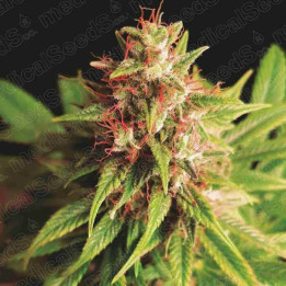 Red Cross CBD | Medical Seeds | Semillas al MEJOR PRECIO