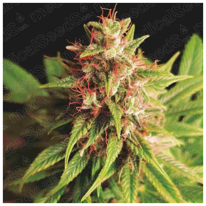 Red Cross CBD | Medical Seeds | Semillas al MEJOR PRECIO