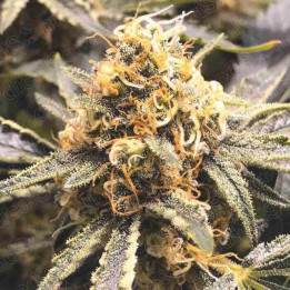 Recovery CBD | Medical Seeds | Venta de semillas al MEJOR PRECIO