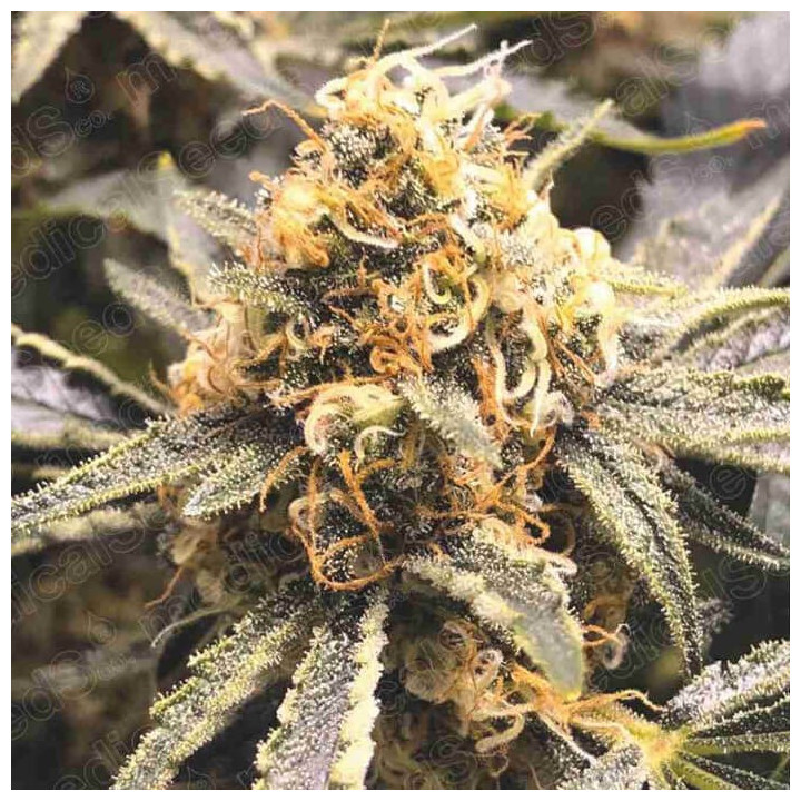 Recovery CBD | Medical Seeds | Venta de semillas al MEJOR PRECIO