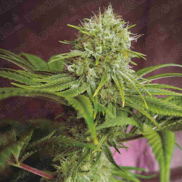 Elixir Vitae CBD | Medical Seeds | Semillas Feminizadas de marihuana