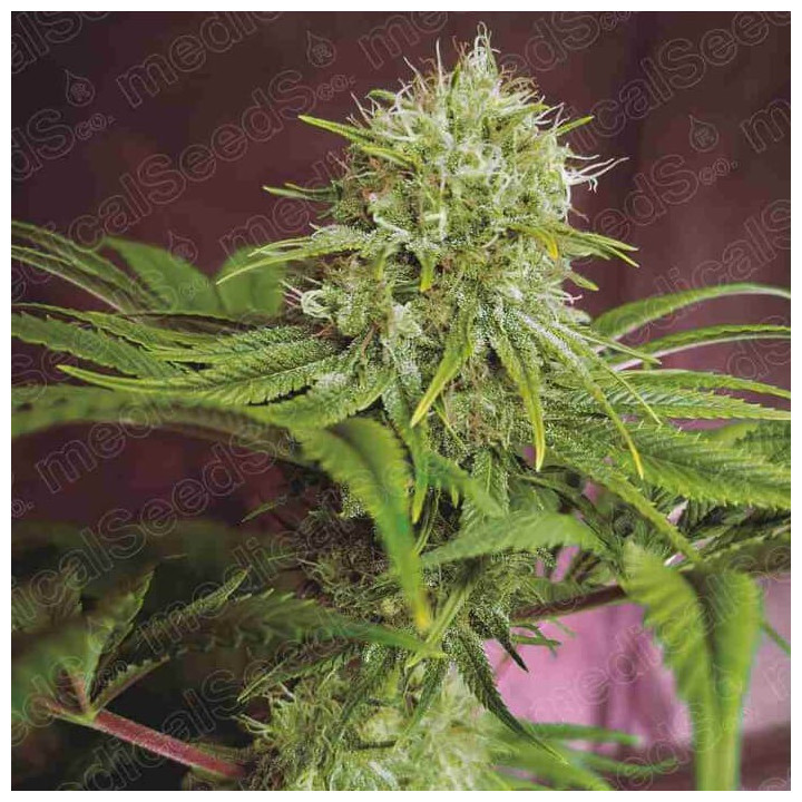 Elixir Vitae CBD | Medical Seeds | Semillas Feminizadas de marihuana