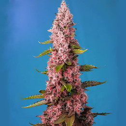 Red Hot Cookies | Sweet Seeds | Semillas al mejor precio
