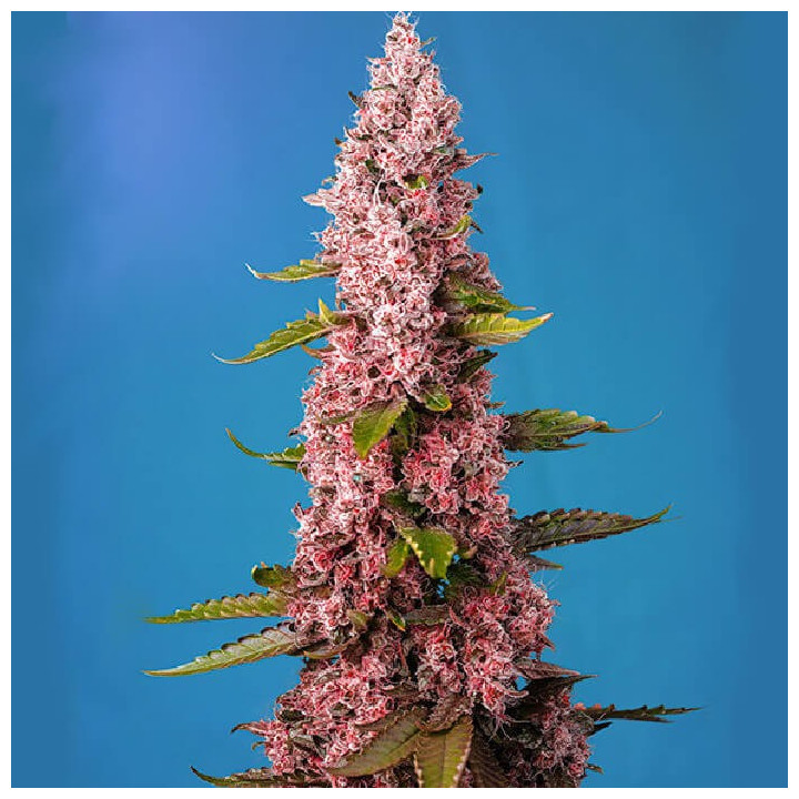 Red Hot Cookies | Sweet Seeds | Semillas al mejor precio