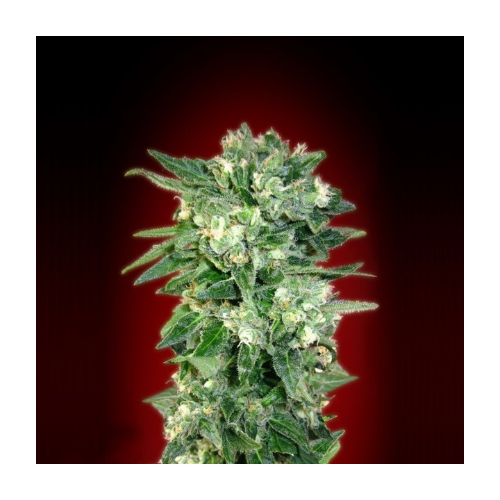 Auto Kaya 47 (Advanced Seeds)