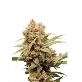 CBG Force | Dutch Passion | Diosa Planta