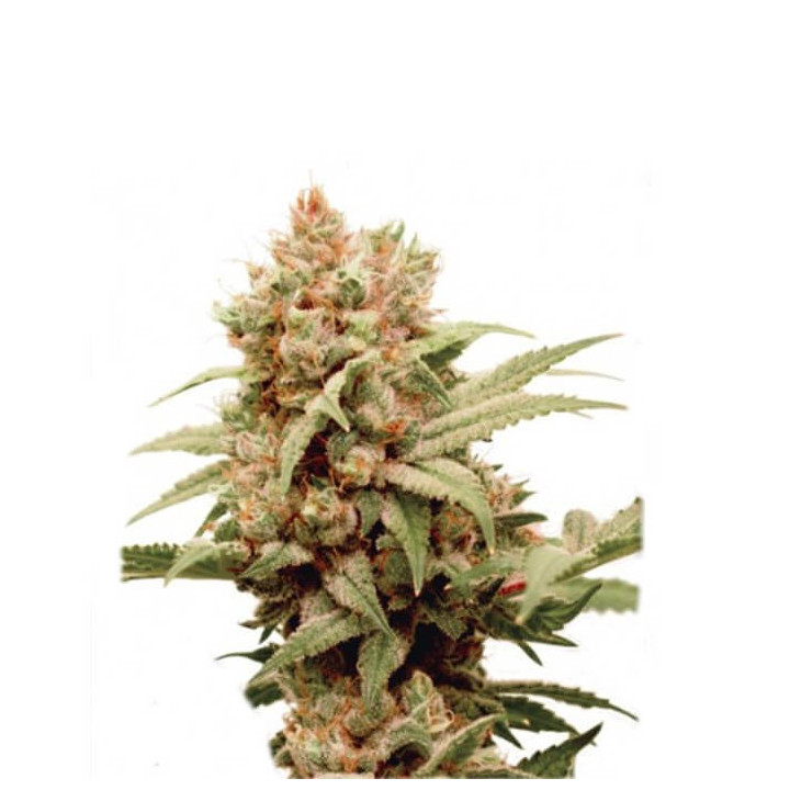 CBG Force | Dutch Passion | Diosa Planta
