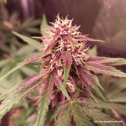 CBD Auto Blackberry Kush | Dutch Passion | Diosa Planta
