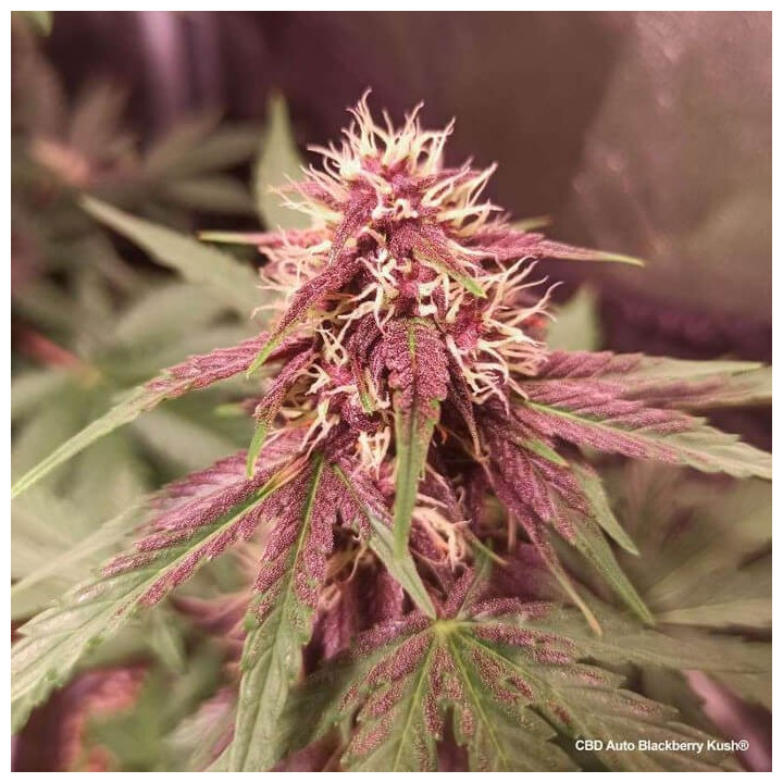 CBD Auto Blackberry Kush | Dutch Passion | Diosa Planta