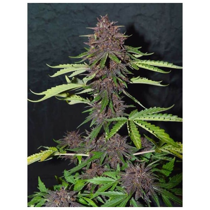 CBD Auto Blackberry Kush | Dutch Passion | Diosa Planta