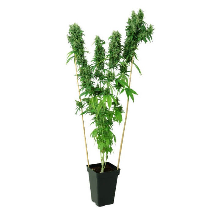 THC-Victory | Dutch Passion | Diosa Planta