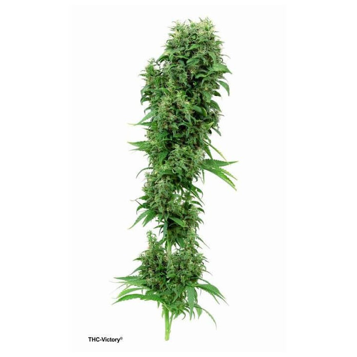 THC-Victory | Dutch Passion | Diosa Planta