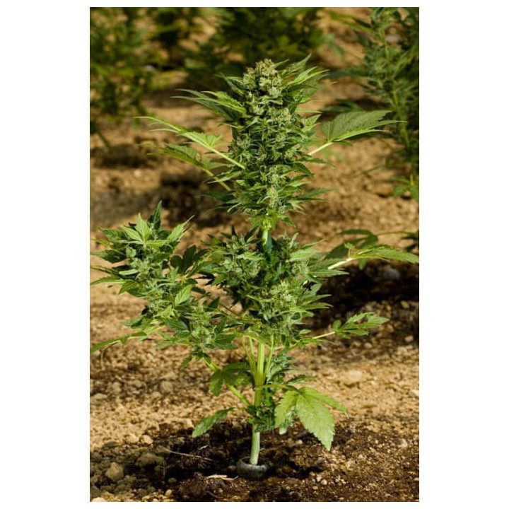 Automaria II | Paradise Seeds | Semillas de marihuana al mejor precio