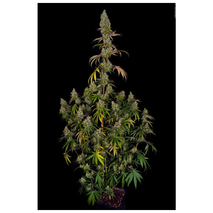 Rainbow Road | Paradise Seeds | Comprar semillas se marihuana