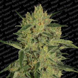 Nébula II CBD | Paradise Seeds | Comprar semillas se marihuana
