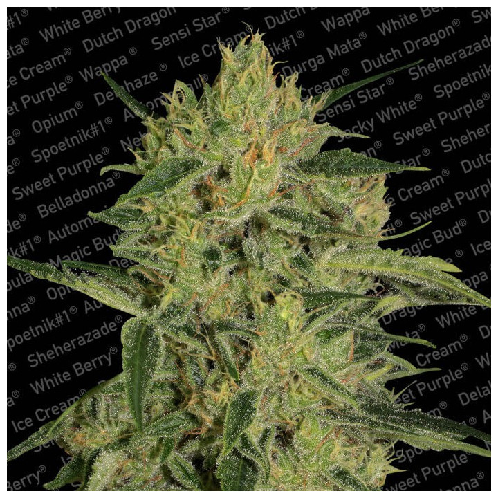 Nébula II CBD | Paradise Seeds | Comprar semillas se marihuana