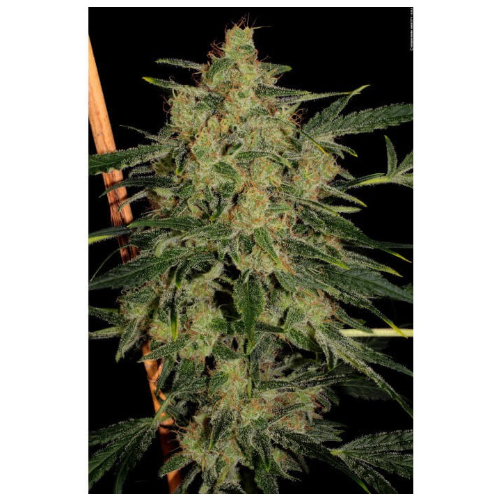 Nébula II CBD | Paradise Seeds | Comprar semillas se marihuana