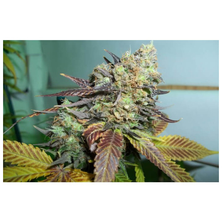 Lucid Bolt | Paradise Seeds | Comprar Semillas BARATAS