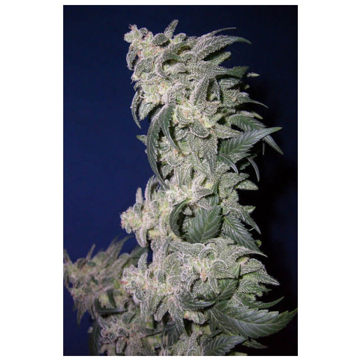 Magic Bud | Paradise Seeds | Venta de semillas al mejor precio