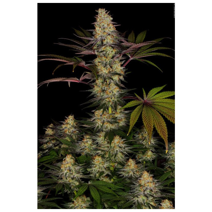 El Dorado OG | Paradise Seeds | Comprar semillas de marihuana