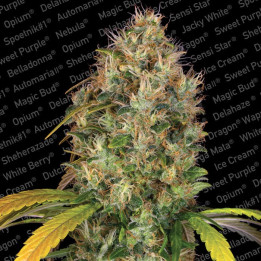 Dutch Kush | Paradise Seeds | Encuéntrala al mejor precio