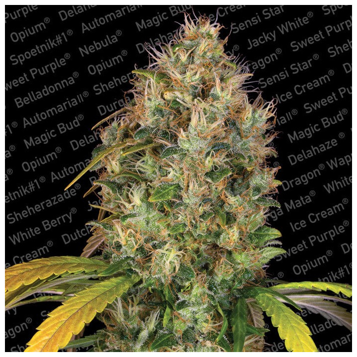 Dutch Kush | Paradise Seeds | Encuéntrala al mejor precio