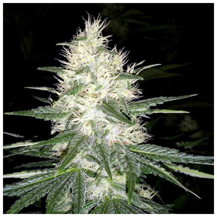 Dutch Kush | Paradise Seeds | Encuéntrala al mejor precio